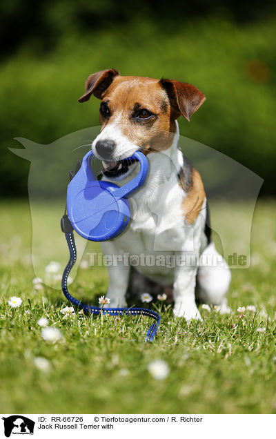 Jack Russell Terrier mit Leckerli / Jack Russell Terrier with / RR-66726