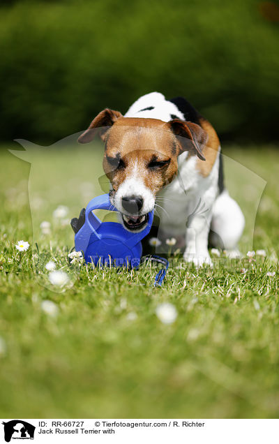 Jack Russell Terrier mit Leckerli / Jack Russell Terrier with / RR-66727