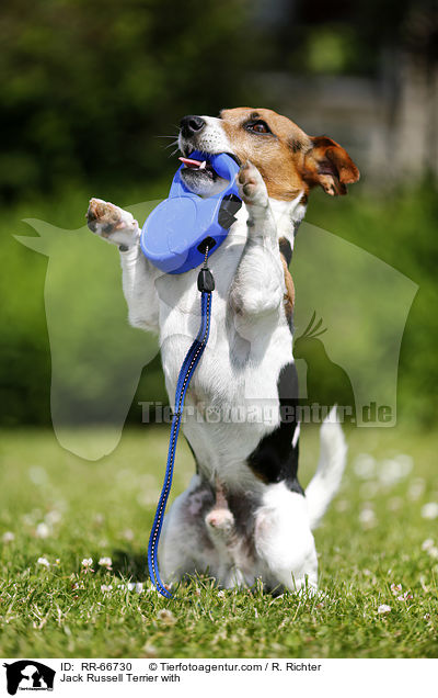 Jack Russell Terrier mit Leckerli / Jack Russell Terrier with / RR-66730