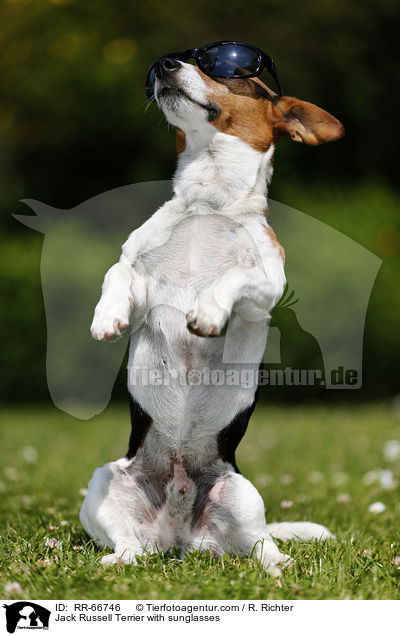 Jack Russell Terrier mit Sonnenbrille / Jack Russell Terrier with sunglasses / RR-66746