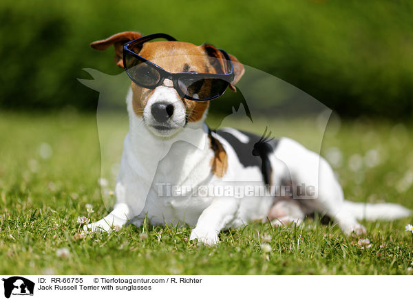 Jack Russell Terrier mit Sonnenbrille / Jack Russell Terrier with sunglasses / RR-66755