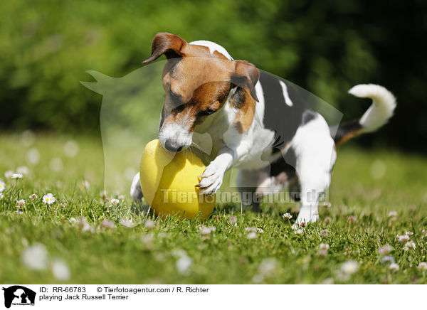 playing Jack Russell Terrier / RR-66783