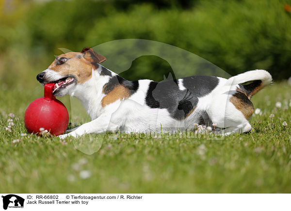Jack Russell Terrier mit Spielzeug / Jack Russell Terrier with toy / RR-66802