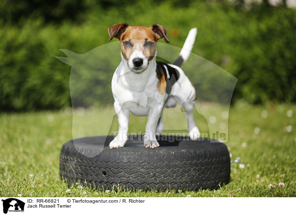 Jack Russell Terrier / Jack Russell Terrier / RR-66821