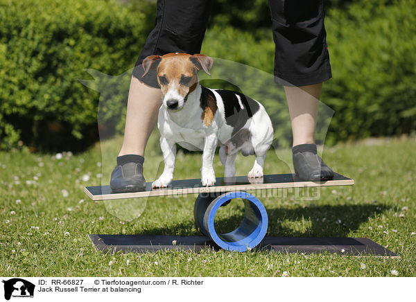 Jack Russell Terrier beim Balancieren / Jack Russell Terrier at balancing / RR-66827