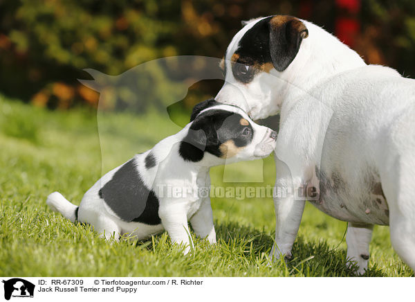 Jack Russell Terrier mit Welpen / Jack Russell Terrier and Puppy / RR-67309