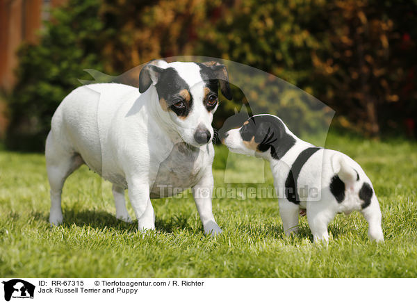 Jack Russell Terrier mit Welpen / Jack Russell Terrier and Puppy / RR-67315