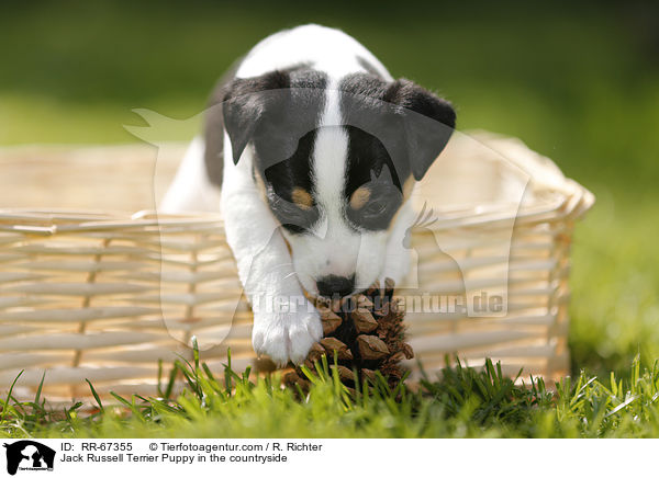 Jack Russell Terrier Welpe im Grnen / Jack Russell Terrier Puppy in the countryside / RR-67355