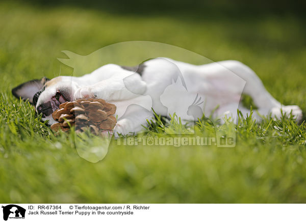 Jack Russell Terrier Welpe im Grnen / Jack Russell Terrier Puppy in the countryside / RR-67364