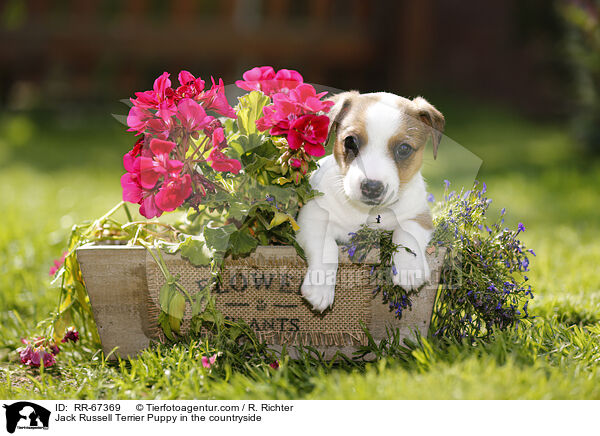 Jack Russell Terrier Puppy in the countryside / RR-67369