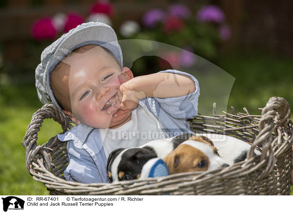 Kind und Jack Russell Terrier Welpen / Child and Jack Russell Terrier Puppies / RR-67401