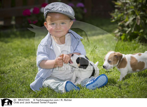 Kind und Jack Russell Terrier Welpen / Child and Jack Russell Terrier Puppies / RR-67405