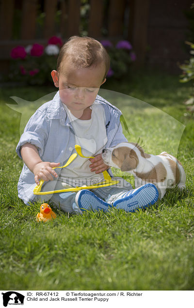 Kind und Jack Russell Terrier Welpe / Child and Jack Russell Terrier Puppy / RR-67412