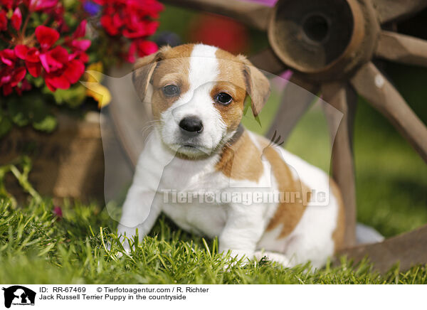 Jack Russell Terrier Puppy in the countryside / RR-67469