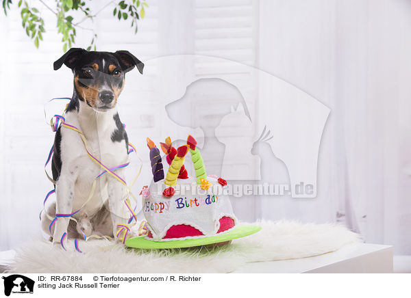 sitzender Jack Russell Terrier / sitting Jack Russell Terrier / RR-67884