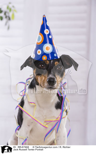 Jack Russell Terrier Portrait / Jack Russell Terrier Portrait / RR-67888