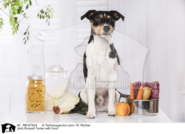 Jack Russell Terrier mit Futter / Jack Russell Terrier with food / RR-67924