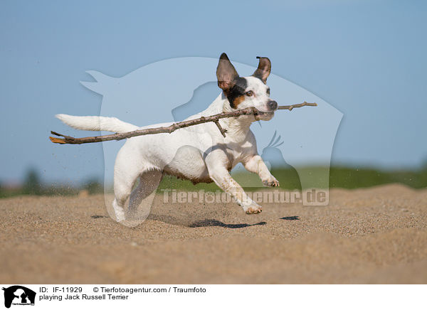 spielender Jack Russell Terrier / playing Jack Russell Terrier / IF-11929