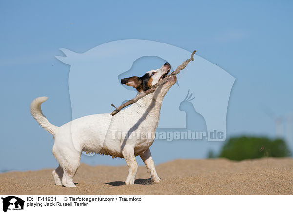 spielender Jack Russell Terrier / playing Jack Russell Terrier / IF-11931