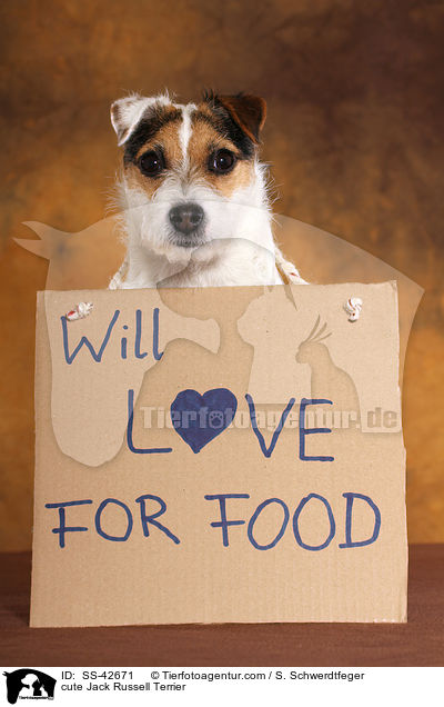 cute Jack Russell Terrier / SS-42671