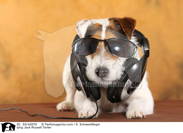 liegender Parson Russell Terrier / lying Parson Russell Terrier / SS-42678