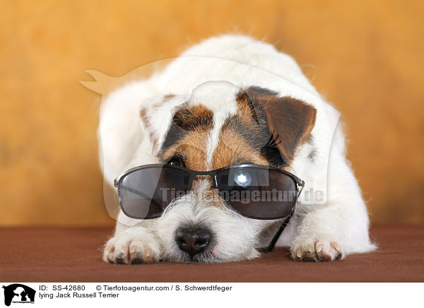 liegender Parson Russell Terrier / lying Parson Russell Terrier / SS-42680