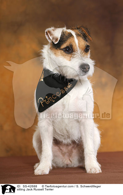 sitzender Parson Russell Terrier / sitting Parson Russell Terrier / SS-42688
