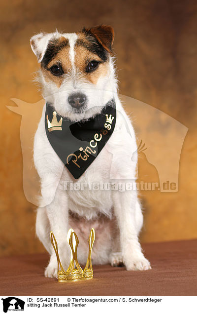 sitzender Parson Russell Terrier / sitting Parson Russell Terrier / SS-42691