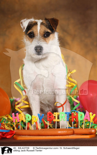 sitzender Parson Russell Terrier / sitting Parson Russell Terrier / SS-42709
