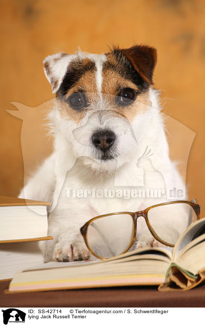 liegender Parson Russell Terrier / lying Parson Russell Terrier / SS-42714