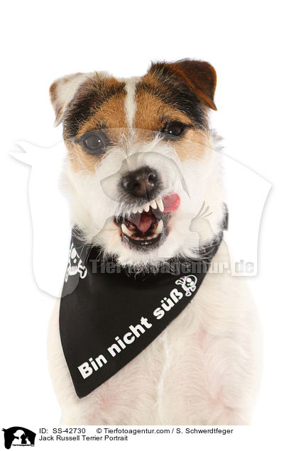 Parson Russell Terrier Portrait / Parson Russell Terrier Portrait / SS-42730