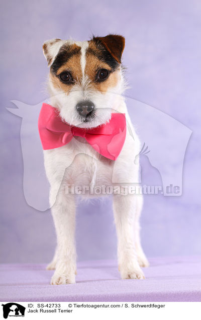 Parson Russell Terrier / Parson Russell Terrier / SS-42733