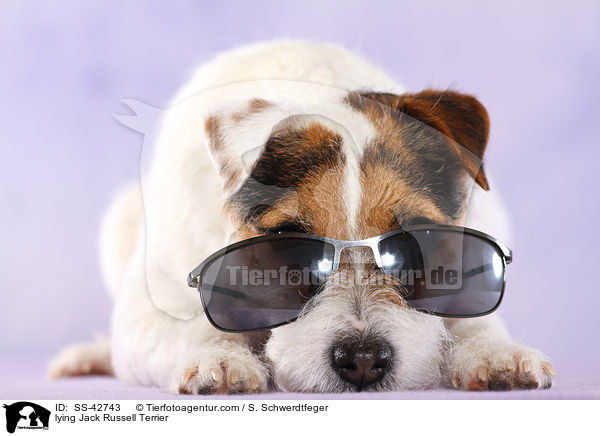 liegender Parson Russell Terrier / lying Parson Russell Terrier / SS-42743