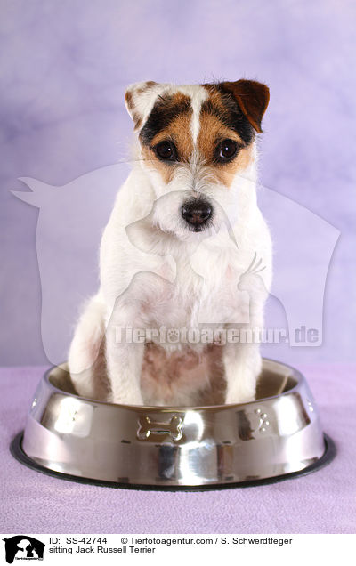 sitzender Parson Russell Terrier / sitting Parson Russell Terrier / SS-42744