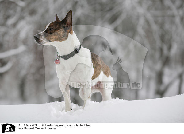 Jack Russell Terrier im Winter / Jack Russell Terrier in snow / RR-79909