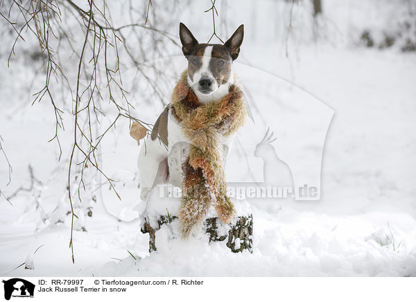 Jack Russell Terrier in snow / RR-79997