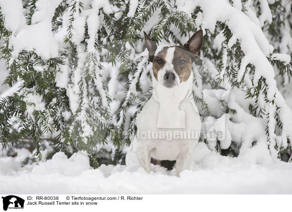 Jack Russell Terrier sitz im Schnee / Jack Russell Terrier sits in snow / RR-80038