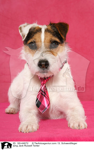 liegender Parson Russell Terrier / lying Parson Russell Terrier / SS-44672