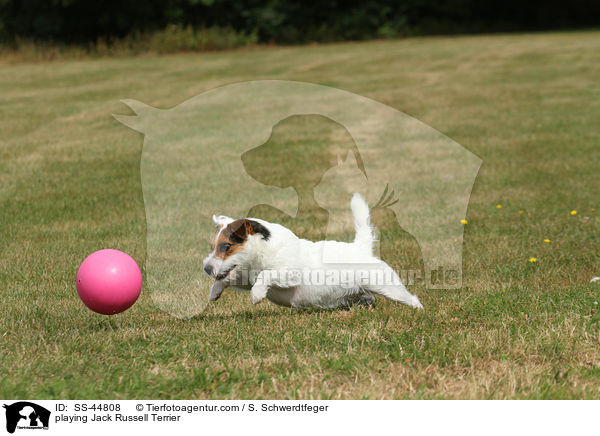 spielender Parson Russell Terrier / playing Parson Russell Terrier / SS-44808