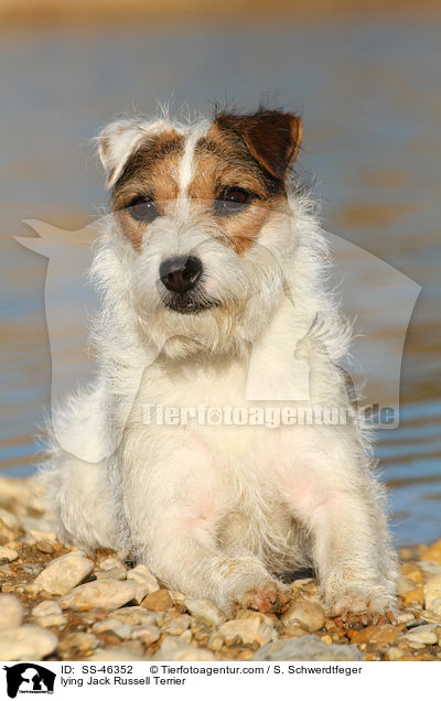liegender Parson Russell Terrier / lying Parson Russell Terrier / SS-46352