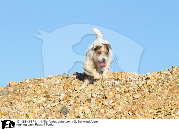 rennender Parson Russell Terrier / running Parson Russell Terrier / SS-46371