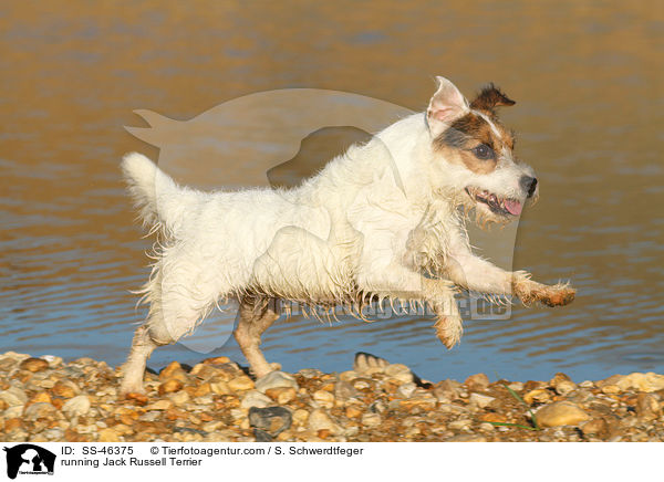 rennender Parson Russell Terrier / running Parson Russell Terrier / SS-46375