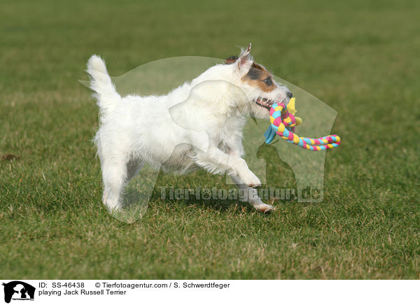 spielender Parson Russell Terrier / playing Parson Russell Terrier / SS-46438
