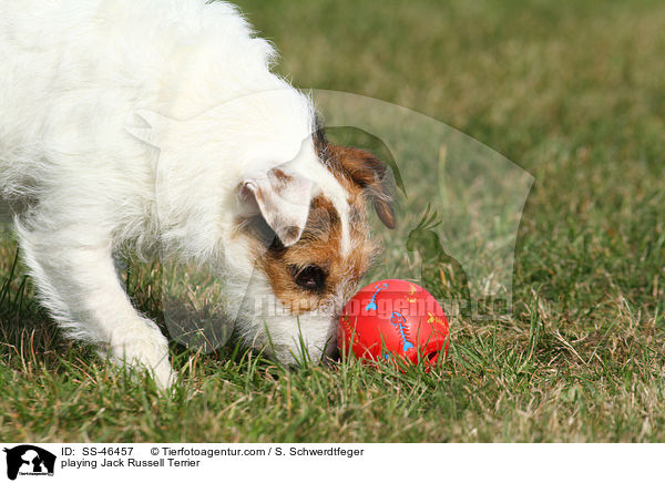 playing Jack Russell Terrier / SS-46457