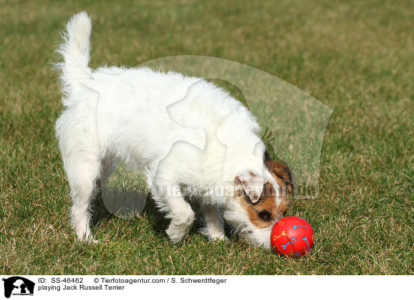 playing Jack Russell Terrier / SS-46462