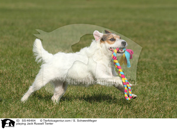 spielender Parson Russell Terrier / playing Parson Russell Terrier / SS-46464