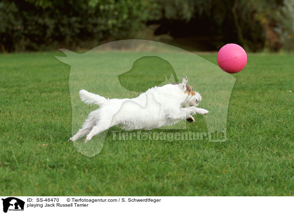 spielender Parson Russell Terrier / playing Parson Russell Terrier / SS-46470