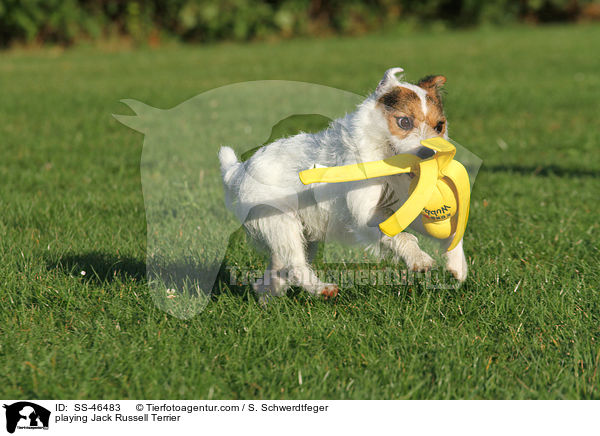 spielender Parson Russell Terrier / playing Parson Russell Terrier / SS-46483