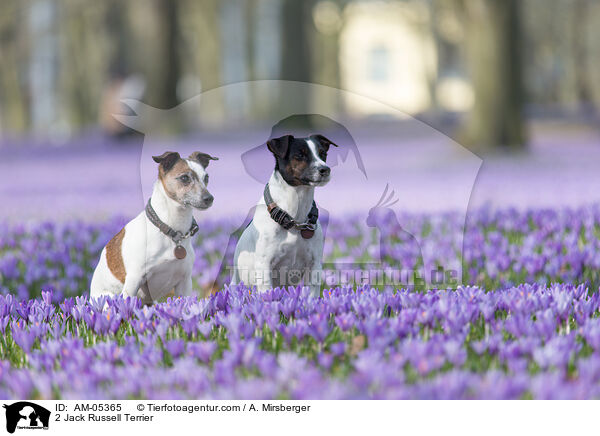 2 Jack Russell Terrier / 2 Jack Russell Terrier / AM-05365