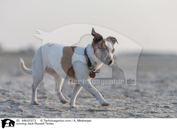 rennender Jack Russell Terrier / running Jack Russell Terrier / AM-05373